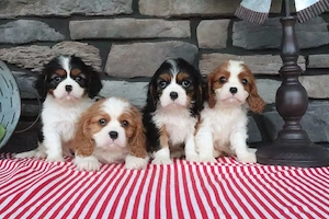 Cavalier King Charles Spaniel Welpen suchen ein liebevolles Zuhause