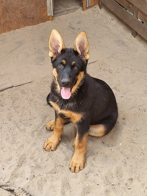 Ostdeutsche Schäferhundwelpen 12 Wochen alt