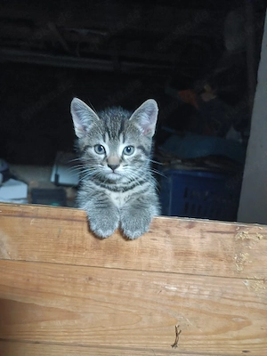 Katzenbabys suchen ein Zuhause