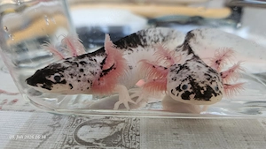 Harlekin Weißling Axolotl 