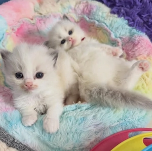 Ragdoll Katzen 