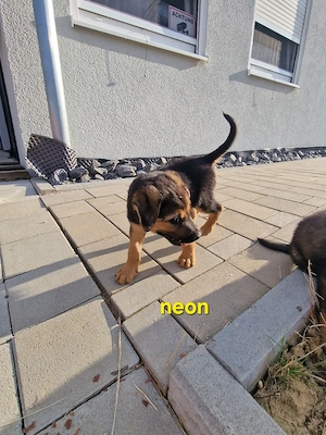Schäferhund Mix Welpen