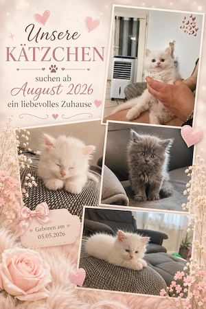 Britisch Langhaar (BLH) Kitten