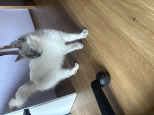 1 weibliches Mix Kitten abzugeben (Ragdoll EKH)