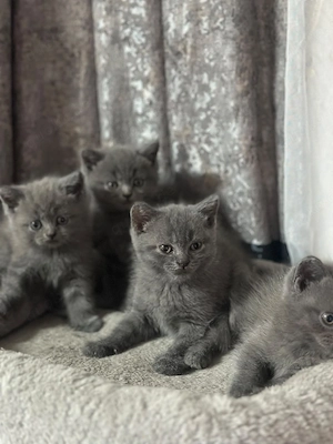 baby Kätzchen