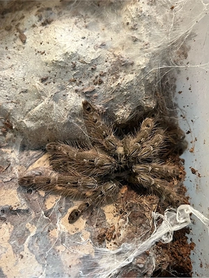Vogelspinne Heteroscodra maculate Weibchen