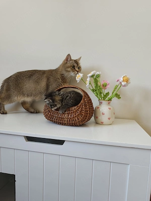 Bkh kitten abzugeben in einigen Wochen 