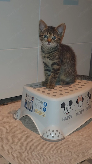 3 kleine Kater 