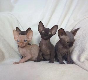 Wunderschöne Sphynx-Kätzchen   sofort abgabebereit