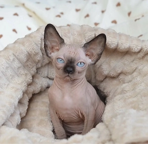 Bezaubernde Sphynx-Kätzchen (männlich & weiblich) suchen ihr Zuhause fürs Leben