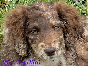 Doodle-Mix-Welpen (Goldendoodle   Leopard-Labrador) geimpft & bereit fürs neue Zuhause!