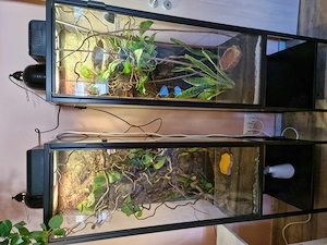 Terrarium für Reptilien    Geckos 