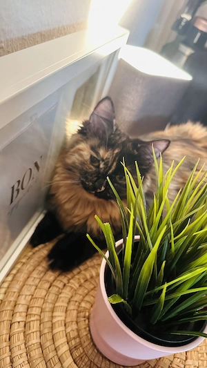 BLH Katze 