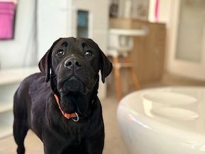 Liebevolles Zuhause für unseren reinrassigen Labradorrüden gesucht
