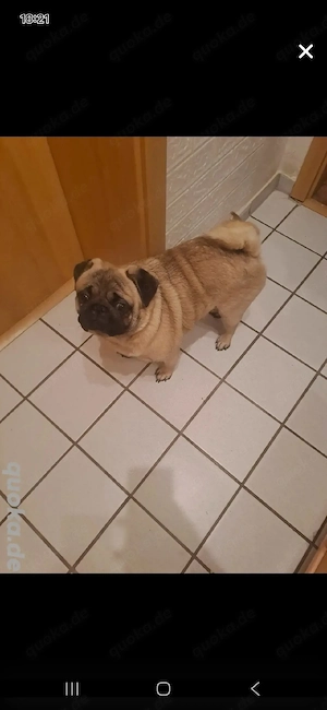 Mops "Reserviert"