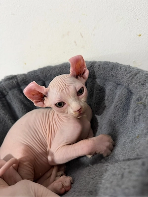 Sphynx Elf  Kitten zu verkaufen