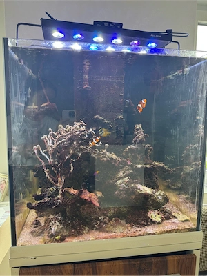 270l Meerwasseraquarium komplett