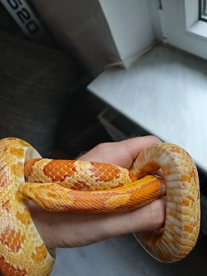 0.2 kornatter albino weiblich adult 
