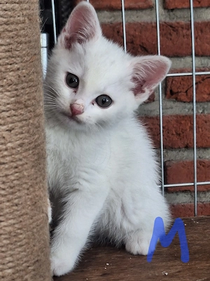 Katzenkinder, Kitten, Katzenbabys 