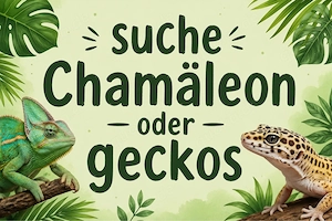 SUCHE Chamäleons  geckos 