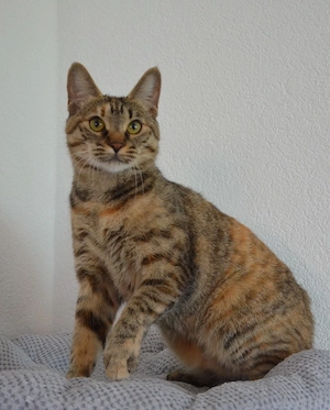 Katze Katzendame Kurilian Bobtail kurzhaar mit Stammbaum 