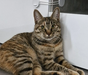 Katze Katzendame Kurilian Bobtail kurzhaar mit Stammbaum  Bild 3