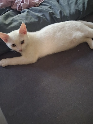süsses kitten sucht ein zuhause entwurmt 