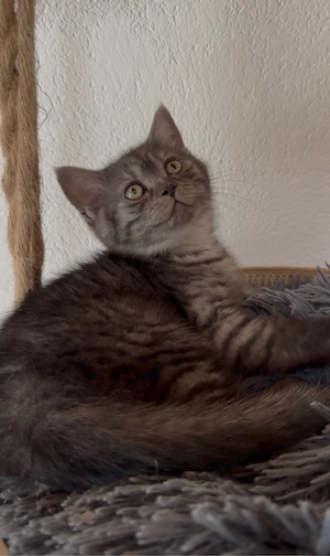 bkh kitten