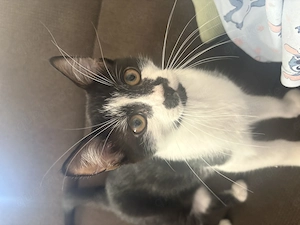 Zwei Geschwister Kitten suchen ein gemeinsames Zuhause 