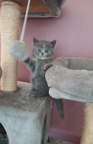 Bkh Niedliche Britisch kurzhaar kitten  