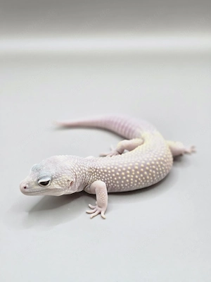Leopardgecko 1.0 Blizzard ( poss MS & het Eclipse)