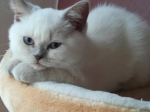 Zauberhafte Kitten    Abholbereit 