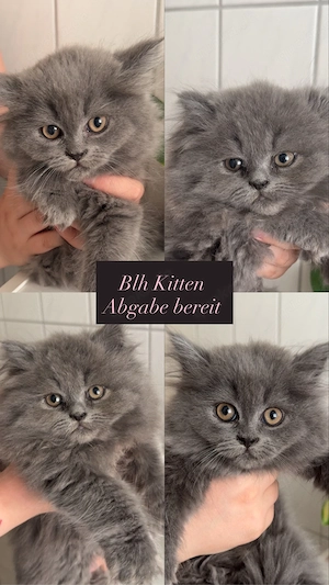 Blh Kitten
