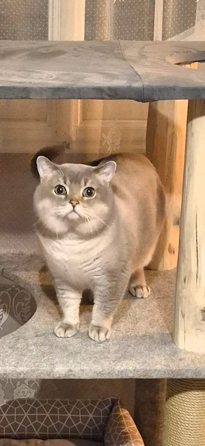 Deckkater  Bild 4