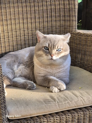 Deckkater  Bild 3