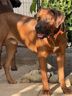 Rhodesian Ridgeback Deckrüde
