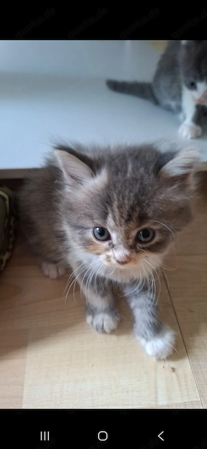 Baby Kitten Perser-britisch Kurzhaar mix