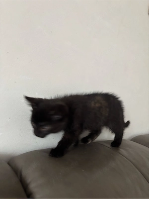 ragdoll katzen babys 