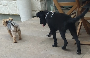 Kleine Border Collie Mix Welpen 6, 5Mon Ausreise nach Adoption 