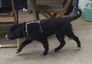 4 Border Collie Mix Welpen 5MON vom Hundetrainer 
