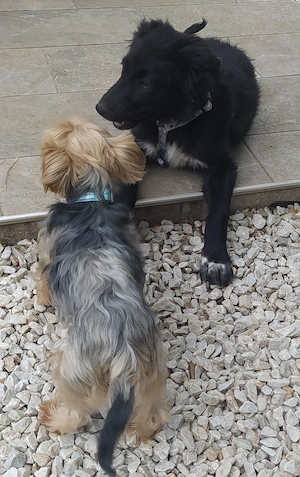 Kleinere Border Collie Mix Welpen 7Mon Ausreise nach Adoption  Bild 9
