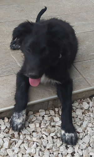 2 Mini Border Collie Mix Welpen 5Mon Ausreise nach Adoption 