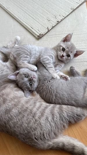 BKH katzen abgabe bereit 