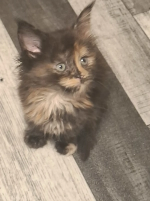 Zauberhafte Meine Coon Kitten 