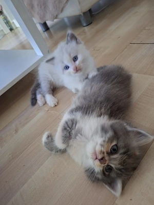 Baby Kitten Perser-britisch Kurzhaar mix