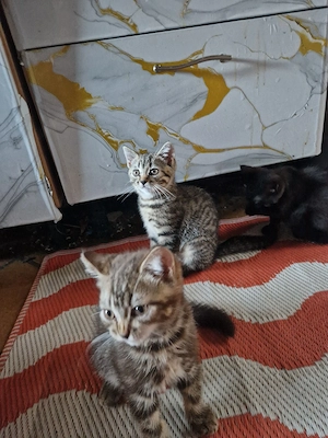 BHK kitten