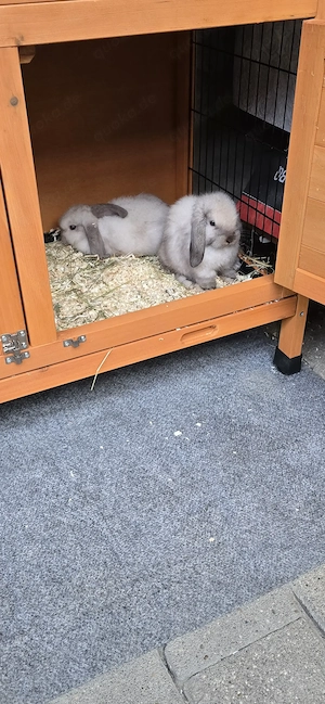 Zwei Mini-Lop Zwergkaninchen 