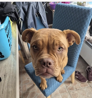 Bulldoggen Mix Hündin 10 Monate 