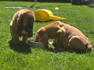 Bloodhound Rüden 