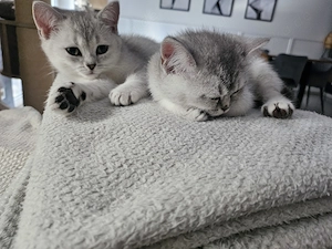  Sofort Auszugsbereite BKH Kitten 